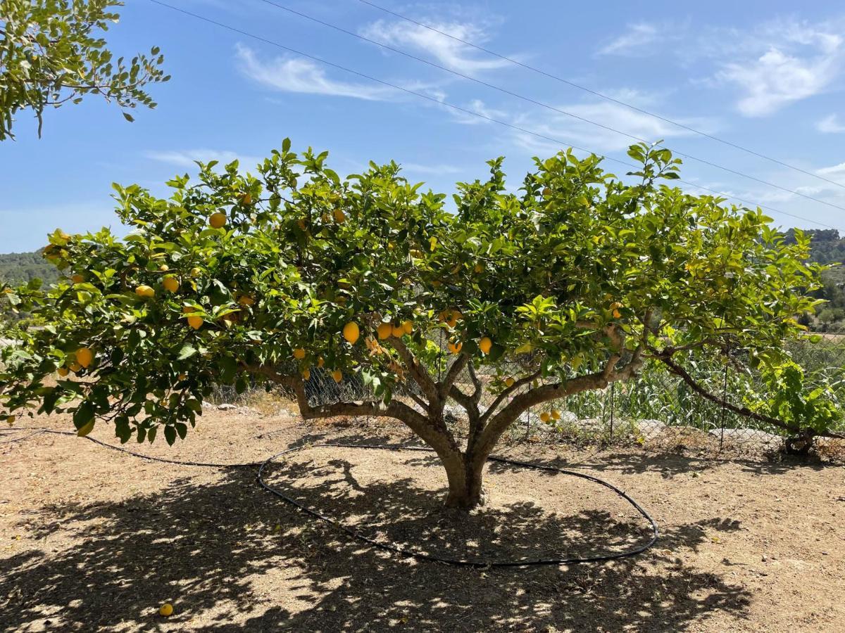 Finca Can Toni Den Real 산트 호셉 데 사 탈라이아 외부 사진